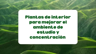 Plantas de interior para mejorar la concentración