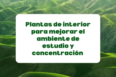 Plantas de interior para mejorar la concentración